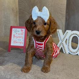 Gracie - Apricot female Goldendoodle puppy in Valdosta, Georgia from Designer Doodles of South GA