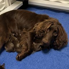 English Cocker Spaniel puppies from Belews Creek Gundogs