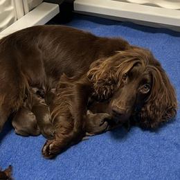 English Cocker Spaniel puppies from Belews Creek Gundogs