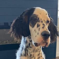 English Setters from Quantum Kennels