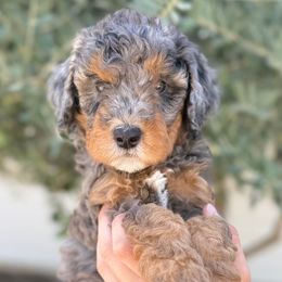 Venice (Beach) - Blue merle female Bernedoodle puppy in Modesto, California from Central Valley Canine Companions