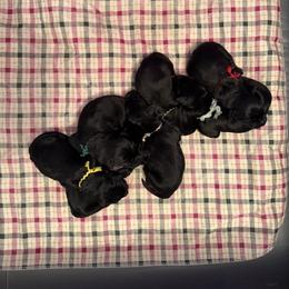 Boy 3 - Black male Standard Schnauzer puppy in Thurmont, Maryland from Die Nassen Baerte