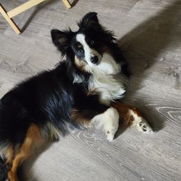 Colt - Miniature Australian Shepherd