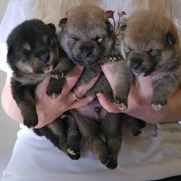 Shiba Inu Puppies from Diwasou