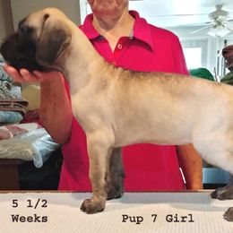 Great Dane Puppies from Drogheda Great Danes