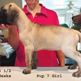 Great Dane Puppies from Drogheda Great Danes