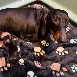 Girl 1 - Black and tan female Dachshund puppy in Marinette/Green Bay, Wisconsin from Incahoots Smooth and Wirehaired Dachshunds
