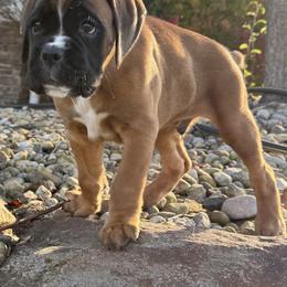 Jake - located in MI - Fawn male Boxer puppy in Wellington, Ohio from Brinkhaven Boxers