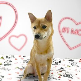 Shiba Inu from Asher Boy Shibas