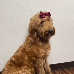 Prissy - Goldendoodle