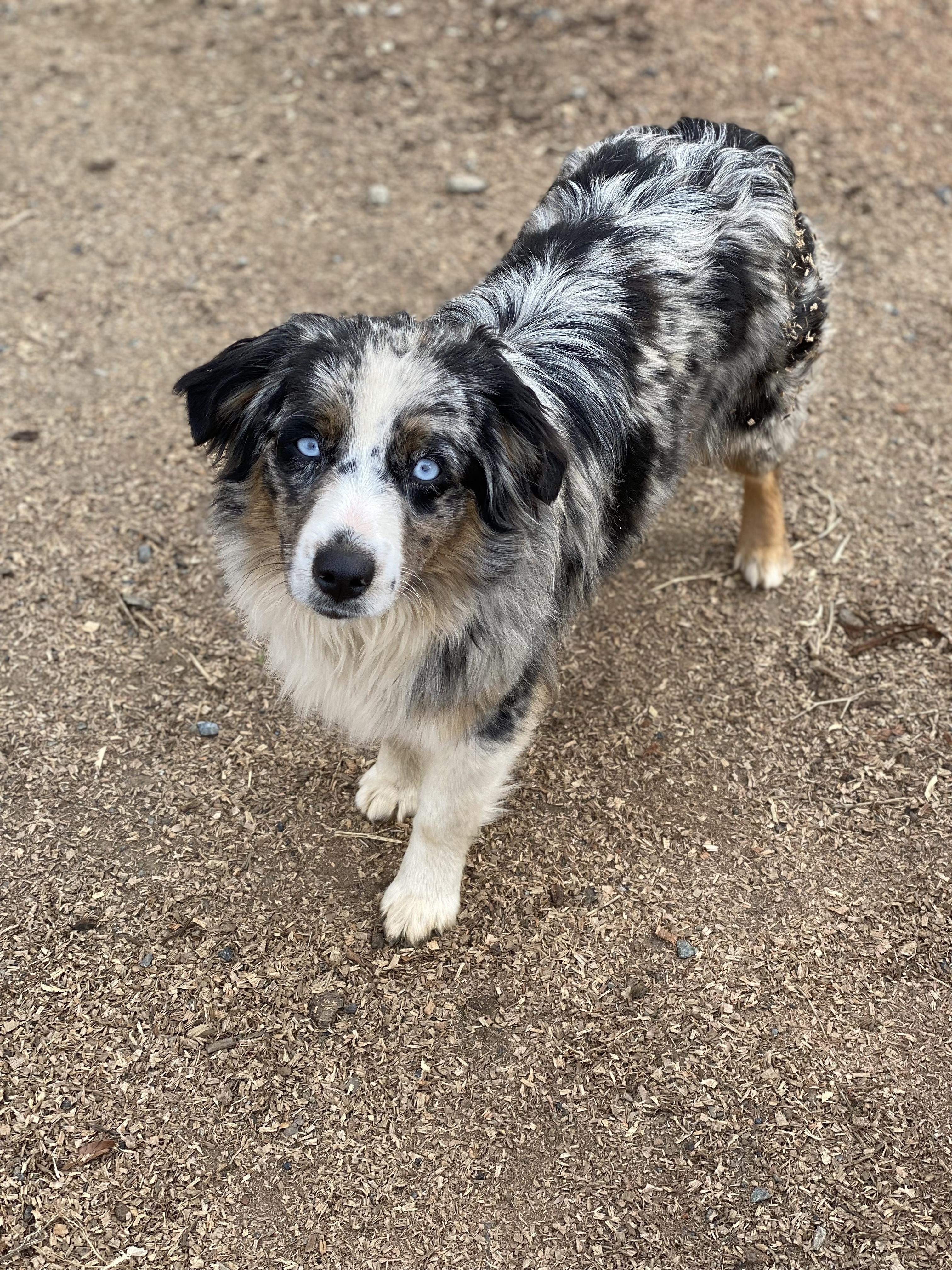 Quarle Ranch Mini Aussies in California | Miniature Australian Shepherd ...