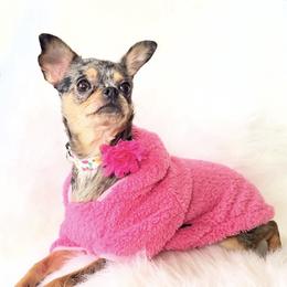 Spice - Merle female Chihuahua puppy in Sacramento, California from Honey Bee Chihuahua’s