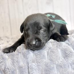 Aqua Collar Black Female - Black male Labrador Retriever puppy in Gainesville, Georgia from Rucker Retrievers