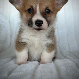 Boy 4 - Sable male Pembroke Welsh Corgi puppy in Surprise, Arizona from Ruff and Rowdy Corgis