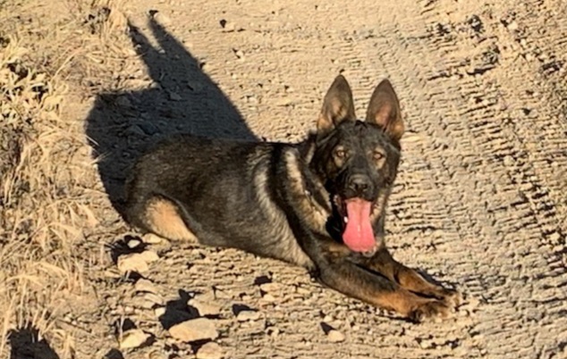 German Shepherds from Working Line Czech/East German Shepherds and French Bulldogs