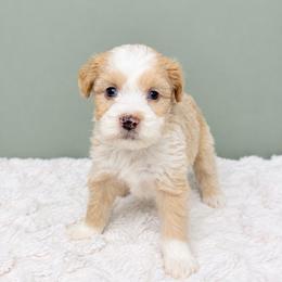 Boy 1 - Red  male Goldendoodle puppy in Springfield, Ohio from Dawson & Daryn's Royal Companions