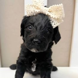 Pepper - Black female Goldendoodle puppy in Peoria, Arizona from Cactus Doods