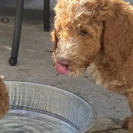 Goldendoodle Puppies from Dhalia’s Doodles