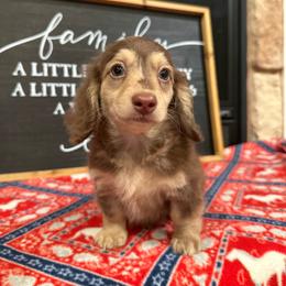 Piper - Dapple female Dachshund puppy in Stilwell, Oklahoma from B & K Dachshunds