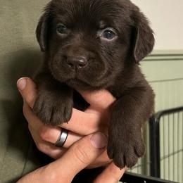 Peggy - Chocolate female Labrador Retriever puppy in Morriston, Florida from Penny Lane Labradors