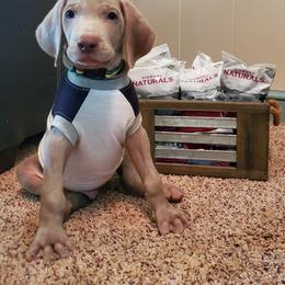 Weimaraner Puppies from LAAT Weims