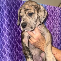 Hemera - Merle female Great Dane puppy in Orange Grove, Texas from Shadow Veil Dane’s