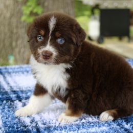 Cadbury - Australian Shepherd puppy in Coldwater, Michigan from Northern Star Australian Shepherds