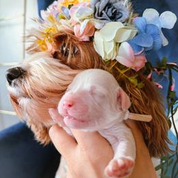 Selkie - White male Cavapoo puppy in Tucson, Arizona from Cavapoo Puppy Parade