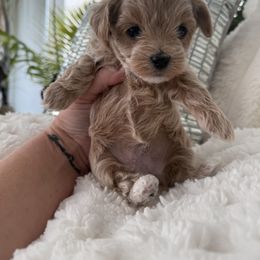 Blue collar reserved for Melissa - Apricot male Maltipoo puppy in Fredericktown, Missouri from Doodle Pups Fur-Ever