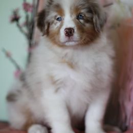 Australian Shepherd Puppies from Cloverdale Australian Shepherds