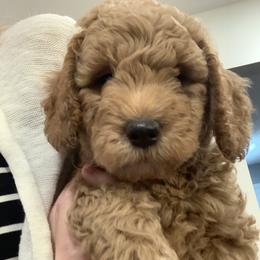 Goldendoodle Puppies from Aimee Schamback