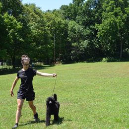 Poodle Puppies from D and D Standard Poodles