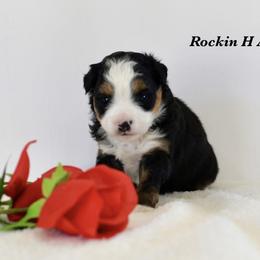 BTM 3 - Black tri male Toy Australian Shepherd puppy in Russellville, Arkansas from Rockin H Aussies