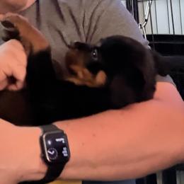 Anna - Black and mahogany female Rottweiler puppy in Partlow, Virginia from Kayara Haus Rottweilers