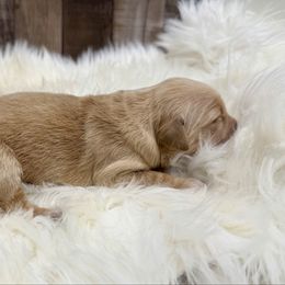 Blossom - Golden female Golden Retriever puppy in Oak Hill, Florida from Swingin T Ranch LLC