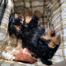 Assorted Doodle Crosses, Double Doodle, Maltipoo, Morkie, and Yorkipoo Puppies from Danza Bolo