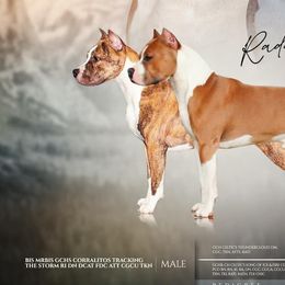 American Staffordshire Terriers from Corralitos Kennels