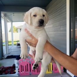 Labrador Retriever Puppies from Gwyneira labs of Idaho