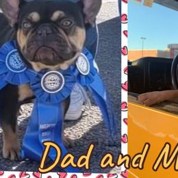French Bulldogs from Mata’s puppies