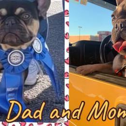 French Bulldogs from Mata’s puppies