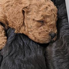 Aussiedoodle, Cavapoo, and Poodle Puppies from Robin's Nest Farm