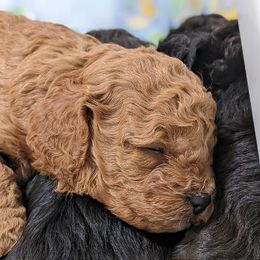 Aussiedoodle, Cavapoo, and Poodle Puppies from Robin's Nest Farm