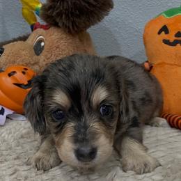 Ruthie   Pet only - Dapple female Dachshund puppy in Bullard, Texas from Mimidachs of Texas