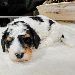 Cedar - Tri-color male Bernedoodle puppy in Forest, Ohio from Mini Doodle Buddies