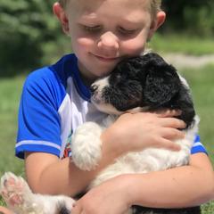 Aussiedoodle Puppies from Our Appalachian Doodles