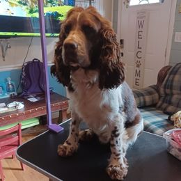 Walker - English Springer Spaniel