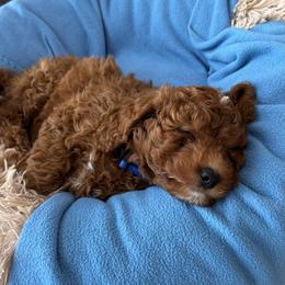 Goldendoodle Puppies from Anna Liu