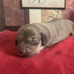 Sunny - Red female Dachshund puppy in Sharon Springs, New York from Show Us The Way Homestead