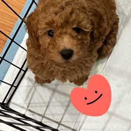 Cavapoo Puppies from Cool Cavapoos