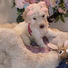 Lady Paige Celestine Pupperton - Cream female Poodle puppy in Midlothian, Texas from Pristine Puppies & Signature Studs